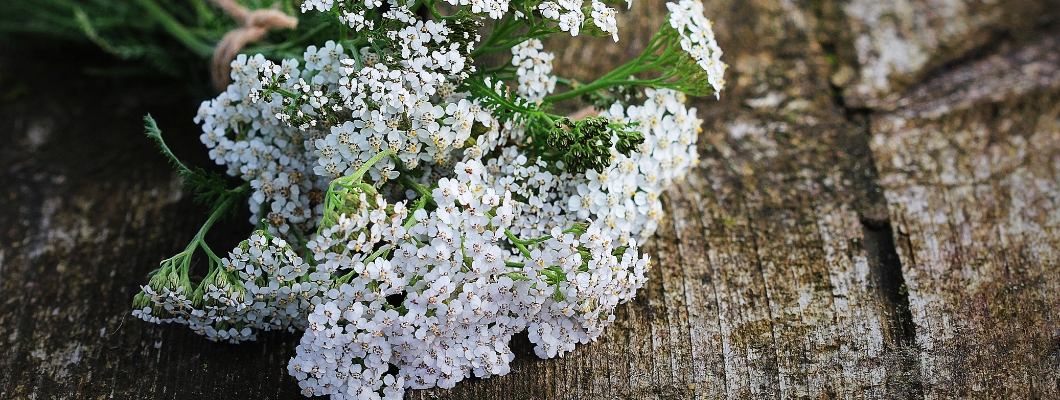 Krwawnik na hemoroidy - Skuteczne naturalne rozwiązanie