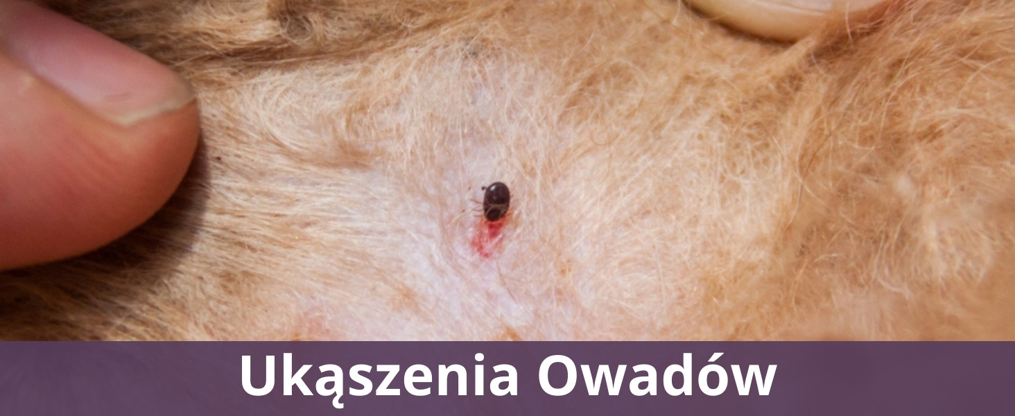 Ukąszenia Owadów