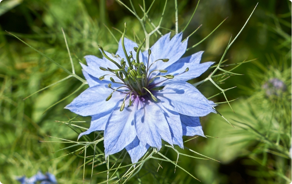 Jakiemu celowi służy olejek Nośnikowy z Czarnuszki?