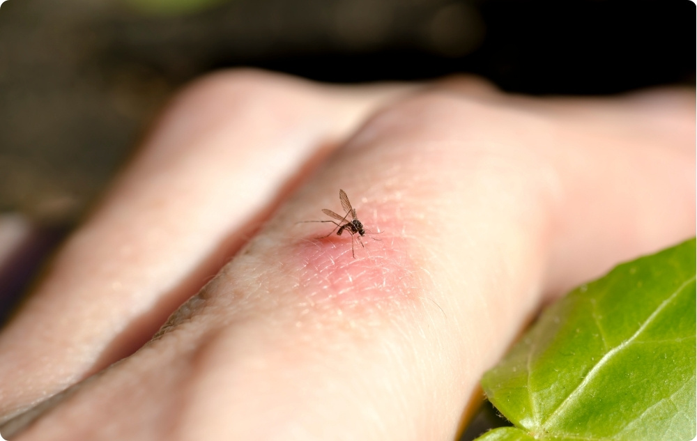 Jako olejek antyseptyczny na drobne rany, ukąszenia i stany zapalne