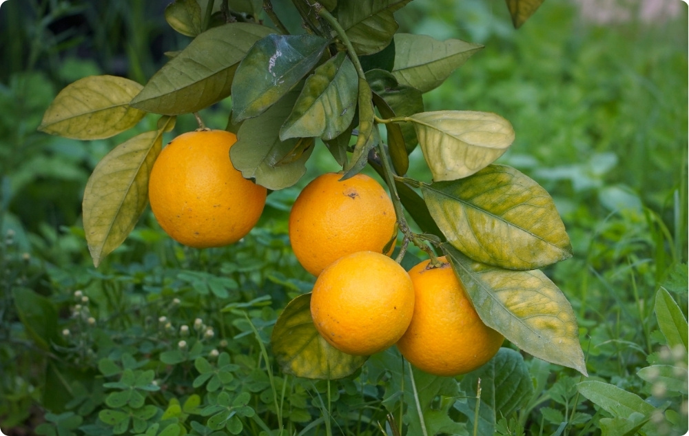 Na co pomaga olejek Eteryczny z Klementynka?