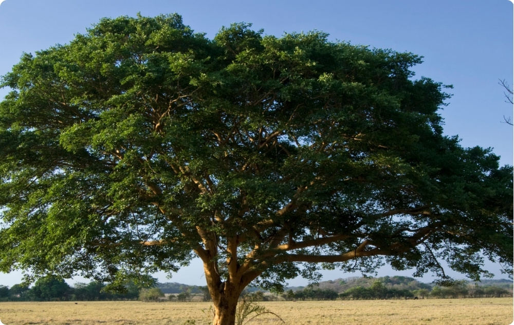 Na co pomaga olejek Eteryczny Copaiba?