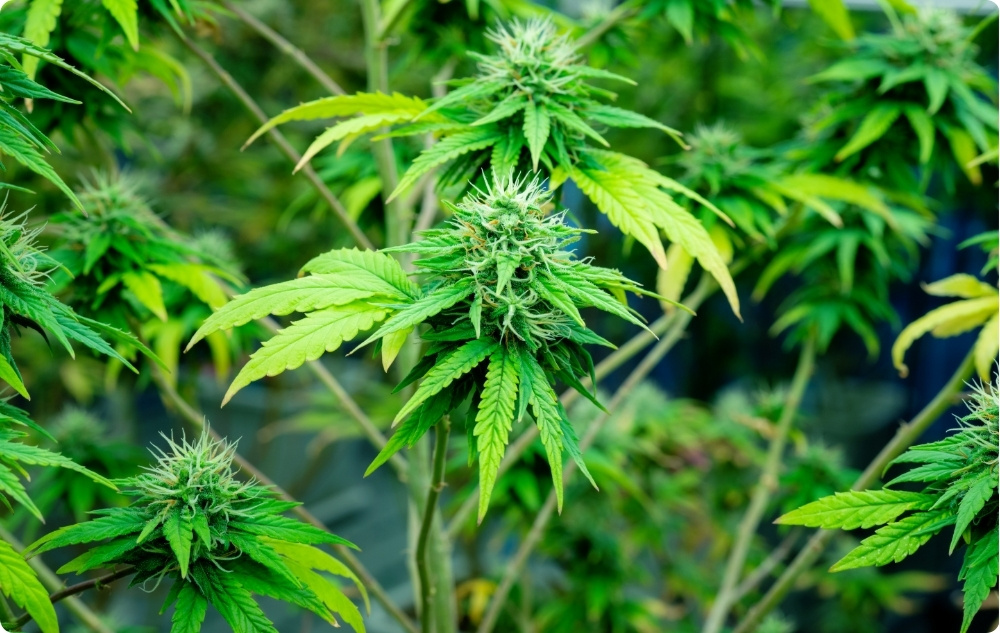 W jakim celu stosuje się olejek Nośnikowy z Nasion Konopi?