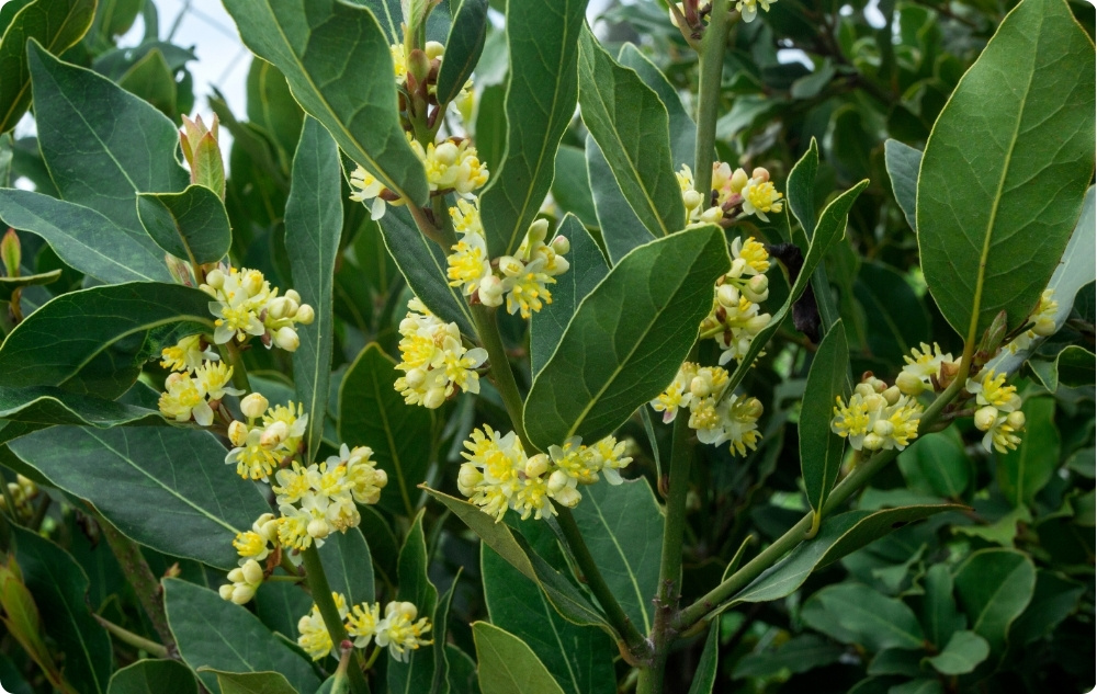 Na co pomaga olejek Eteryczny z Liść Laurowy?