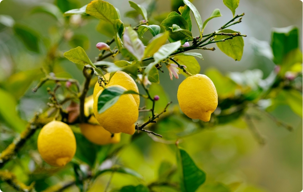 Na co pomaga olejek Eteryczny z Cytrynowy?