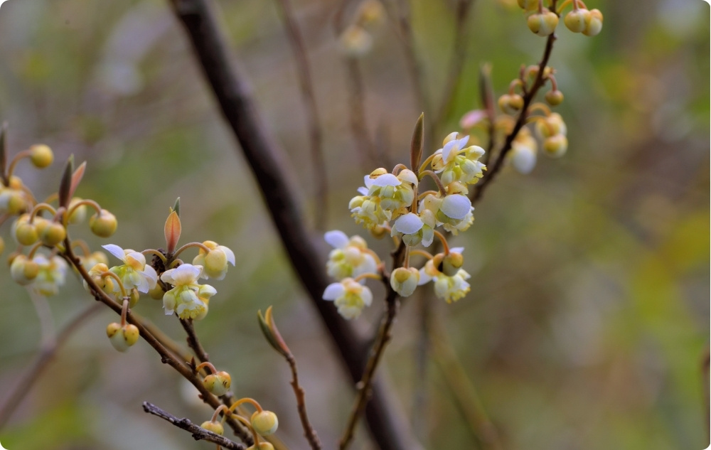 Na co pomaga olejek Eteryczny Litsea Cubeba?