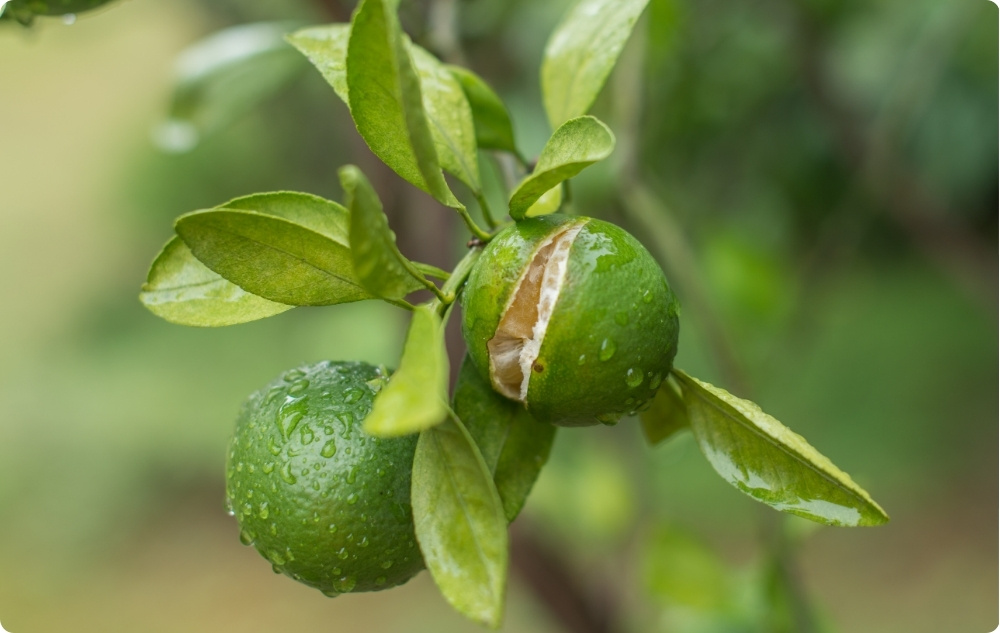 Na co pomaga olejek Eteryczny z Mandarynkowy?