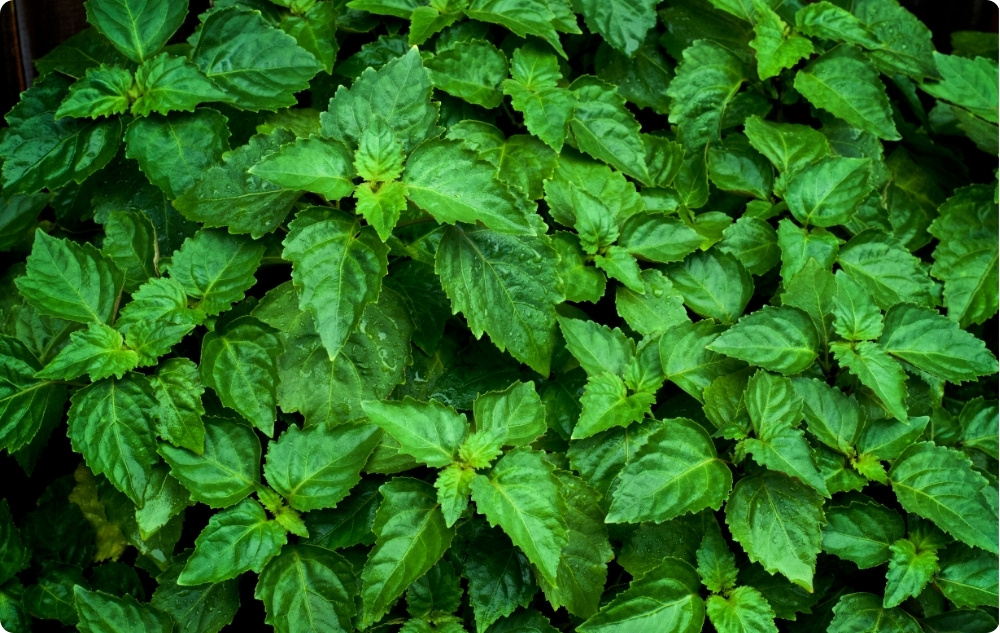 Na co pomaga olejek Eteryczny z Patchouli?