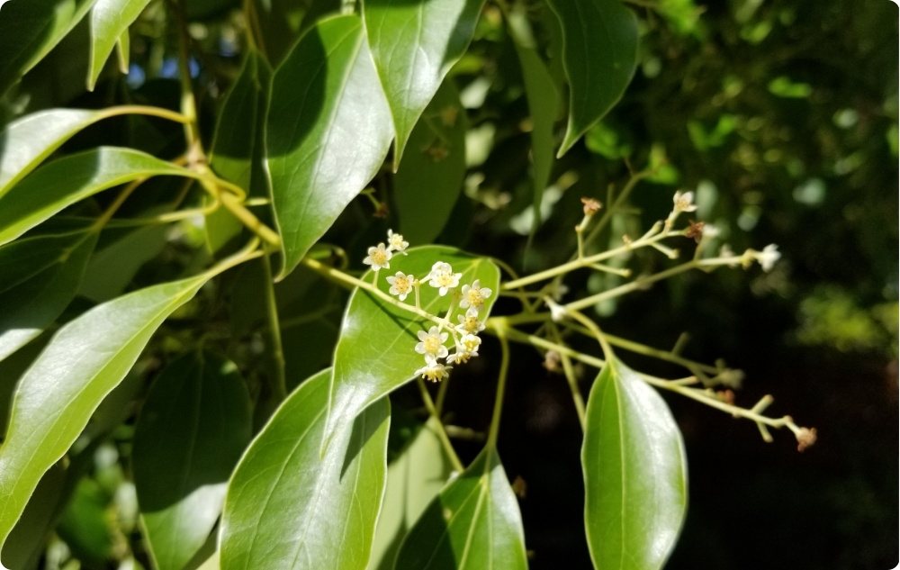 Na co pomaga olejek Eteryczny Ravintsara?