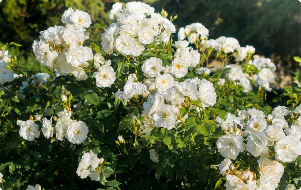 Jakiemu celowi służy woda kwiatowa Rosa Alba?