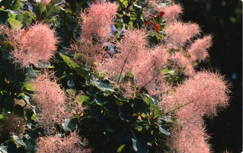 Jakiemu celowi służy woda Kwiatowa Perukowiec Podolski?