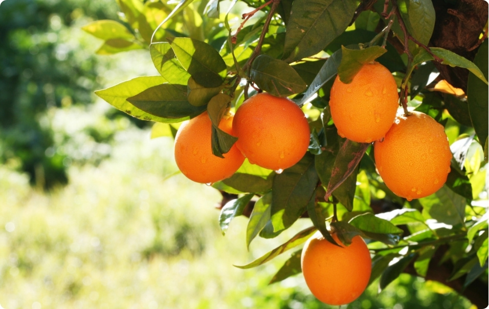 Na co pomaga olejek Eteryczny ze Słodka Pomarańcza?