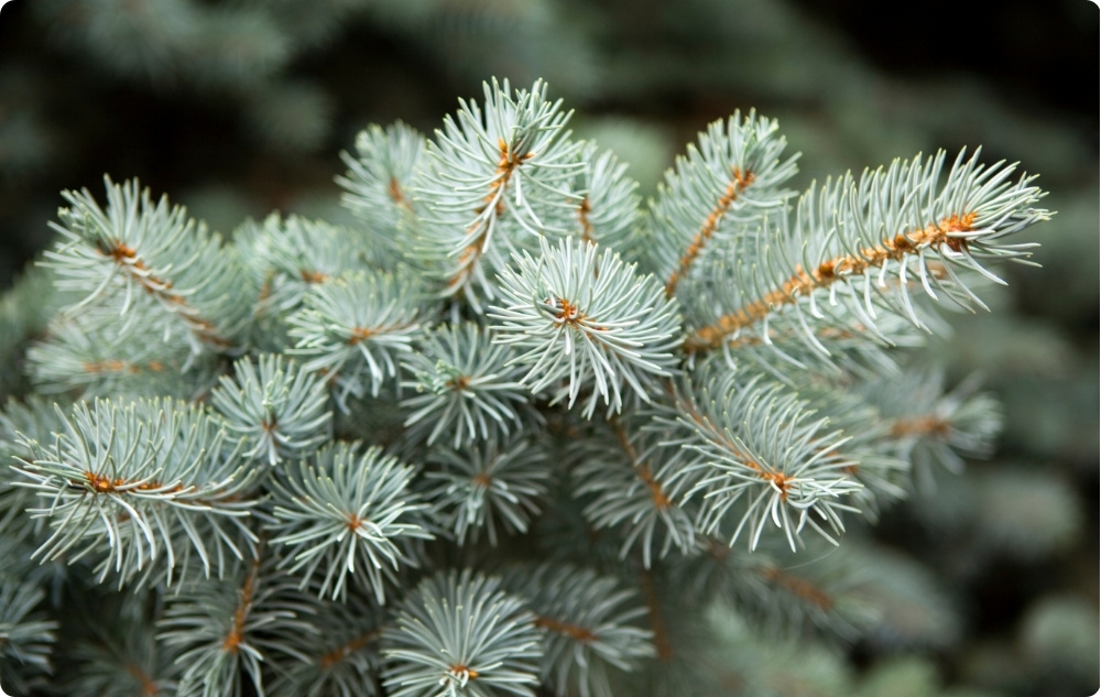 Na co pomaga olejek Еteryczny z Jodła Biała?