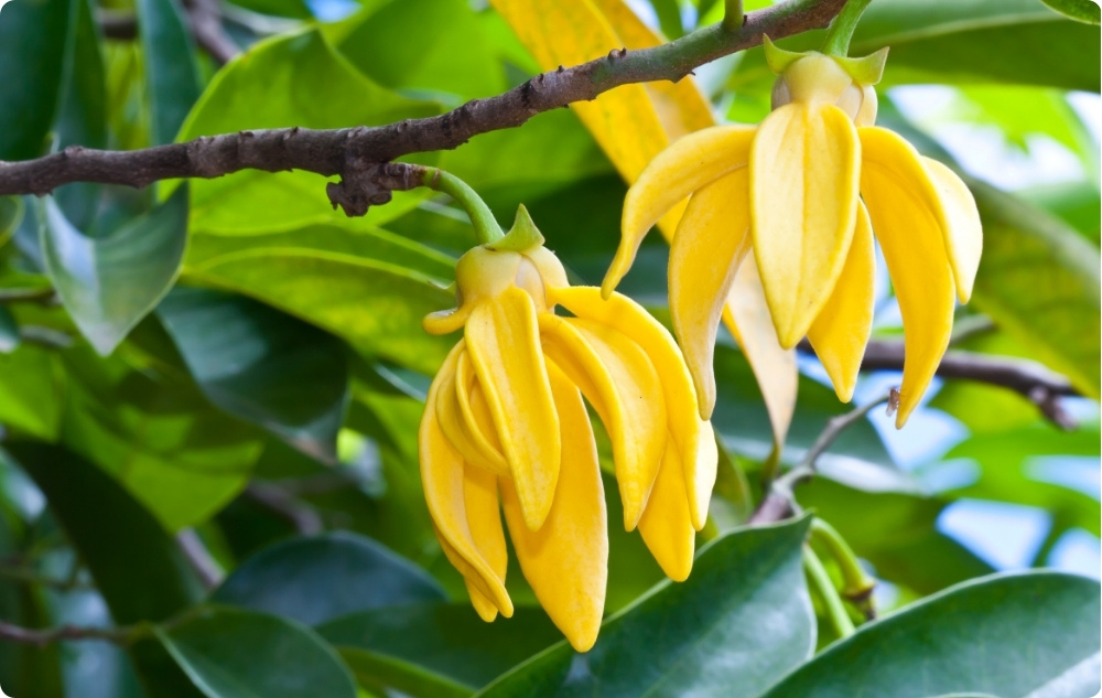 Na co pomaga olejek Eteryczny Ylang-ylang?