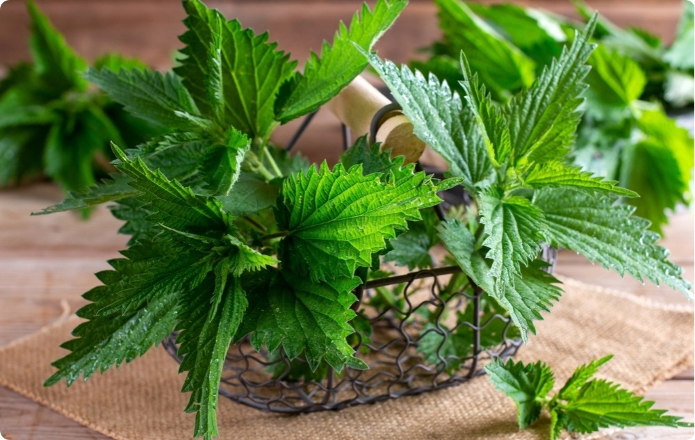 Maść na Stawy z Żywokostem i Pokrzywą - 40ml