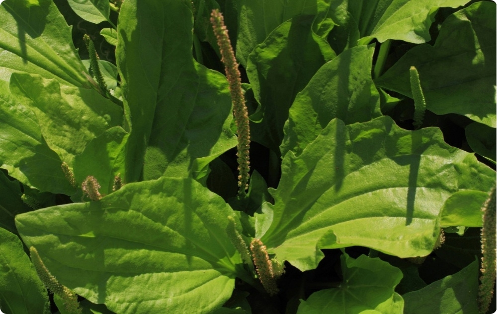 Balsam Przeciw Podrażnieniom dla Zwierząt z Babką - 40ml